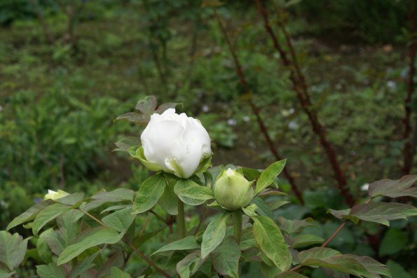 SONY DSC