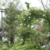 SONY DSC