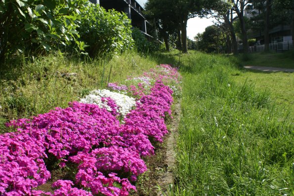 SONY DSC