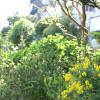 SONY DSC