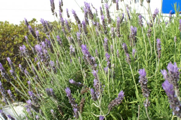 SONY DSC