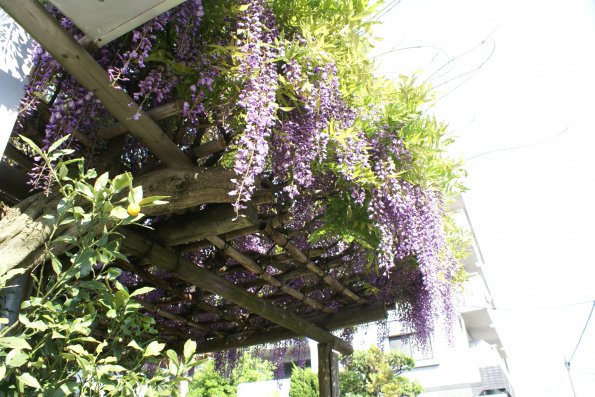 SONY DSC