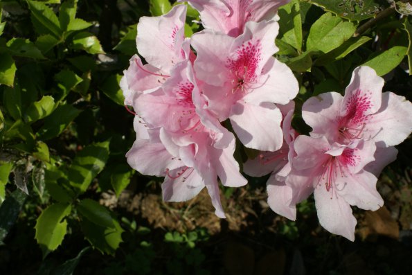 SONY DSC
