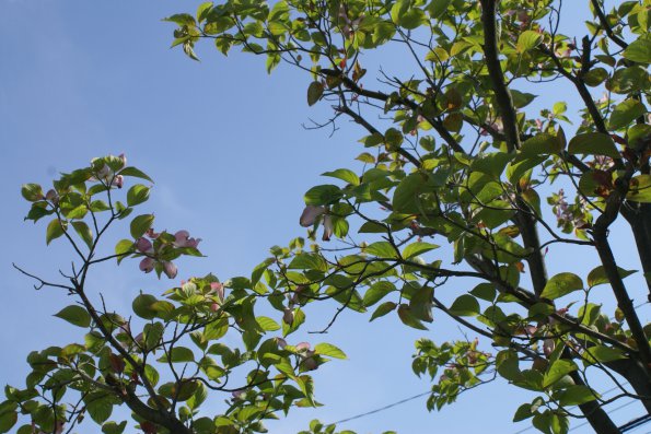 SONY DSC