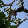 SONY DSC
