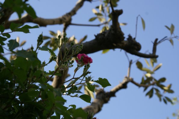 SONY DSC