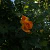 SONY DSC