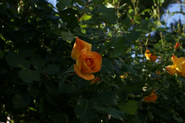 SONY DSC