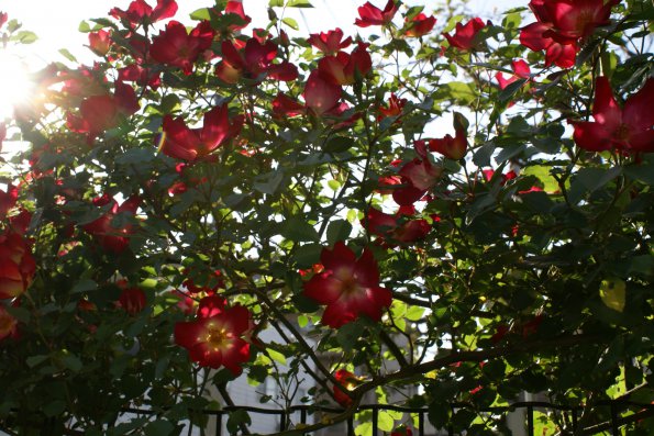 SONY DSC