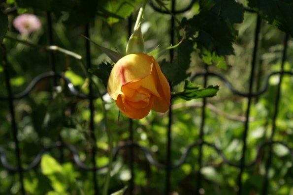 SONY DSC