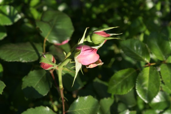 SONY DSC