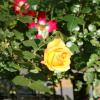SONY DSC
