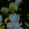 SONY DSC