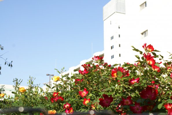 SONY DSC