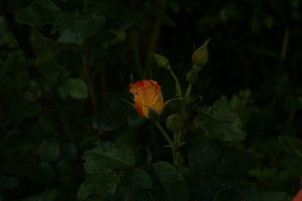 SONY DSC